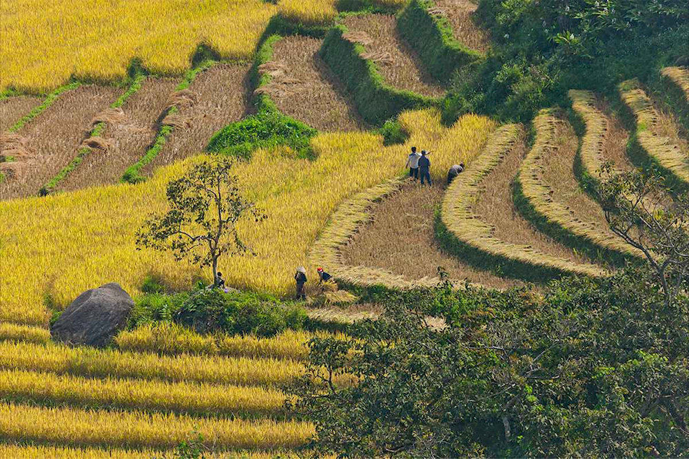 The golden rice season is considered the busiest time of the year in Ta Van 